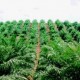 BW PLANTATION: Deforestasi Ancam Hubungan Bisnis dengan Investor